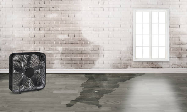 Best Carpet water damage restoration  in Mmaduke, AR